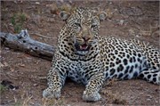 64_Motswari-652