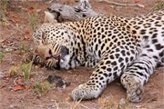 6_Motswari-652