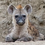 72_Motswari-652