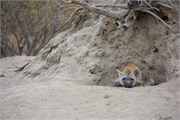 74_Motswari-652