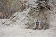 76_Motswari-652