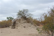 77_Motswari-652