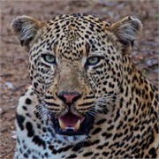 7_Motswari-652
