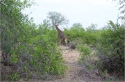 80_Motswari-652