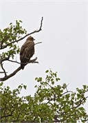 81_Motswari-652