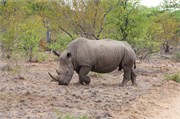 85_Motswari-652