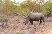 86_Motswari-652