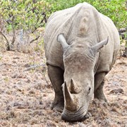90_Motswari-652