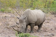 92_Motswari-652