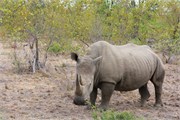 93_Motswari-652