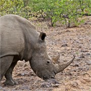 94_Motswari-652