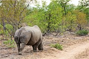 98_Motswari-652
