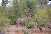 9_Motswari-652