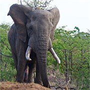 15_Motswari-653