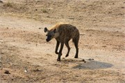19_Motswari-653