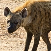 20_Motswari-653