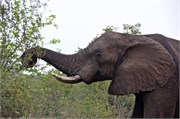 7_Motswari-653