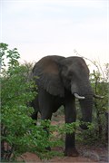 8_Motswari-653