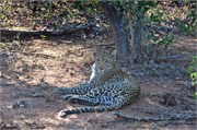 10_Motswari-654