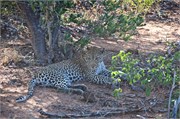 13_Motswari-654