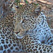 15_Motswari-654
