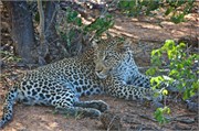 16_Motswari-654