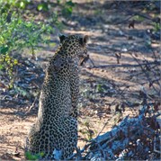 17_Motswari-654