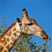 30_Motswari-654