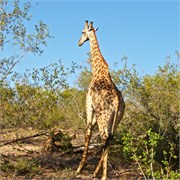 32_Motswari-654