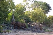 33_Motswari-654