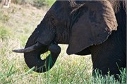 36_Motswari-654