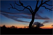 39_Motswari-654