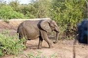 104_Motswari-655