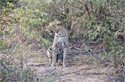 113_Motswari-655