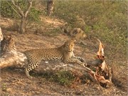 124_Motswari-655