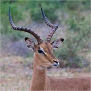 16_Motswari-655
