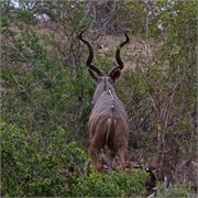 17_Motswari-655