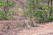 23_Motswari-655