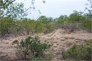 26_Motswari-655