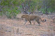 2_Motswari-655
