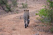 30_Motswari-655