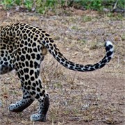 33_Motswari-655