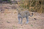 34_Motswari-655