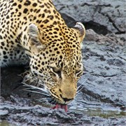 37_Motswari-655