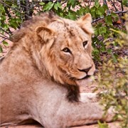 40_Motswari-655
