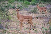 4_Motswari-655