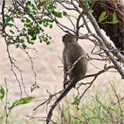 61_Motswari-655