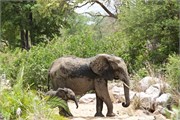62_Motswari-655