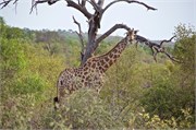 87_Motswari-655