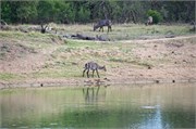90_Motswari-655